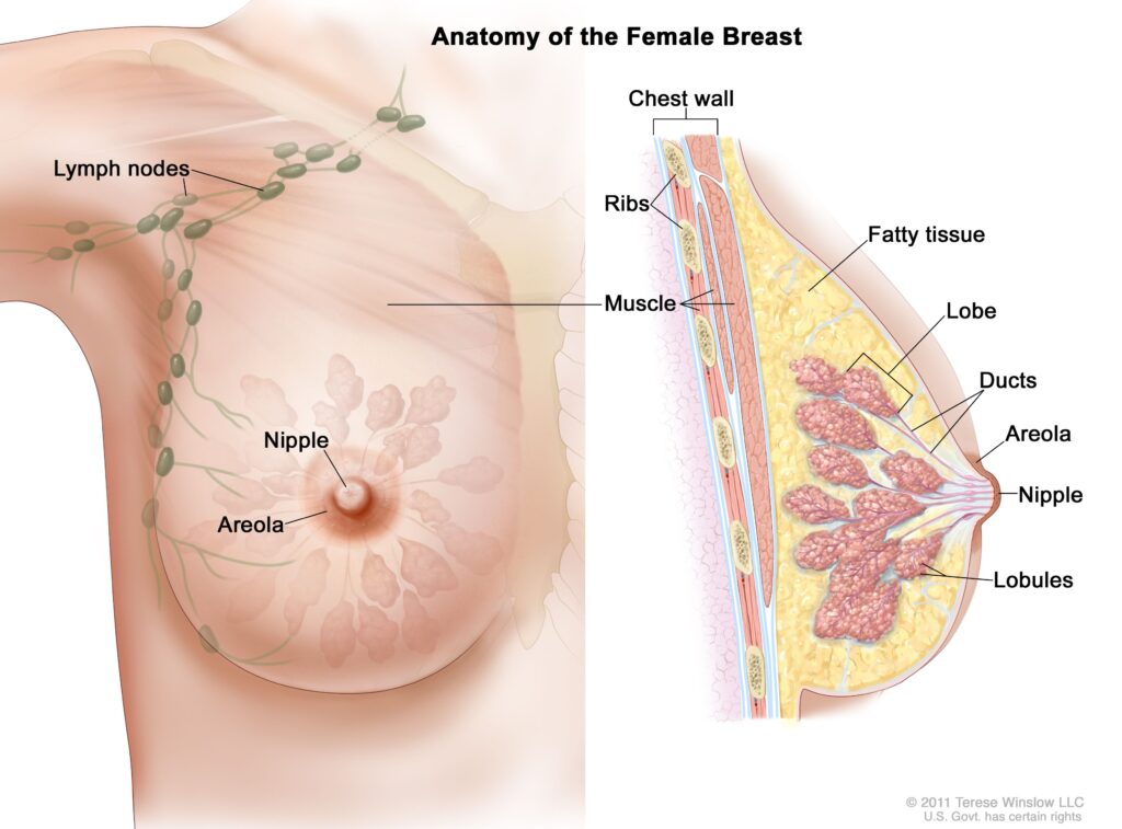 Breast anatomy