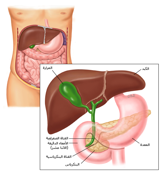 البنكرياس