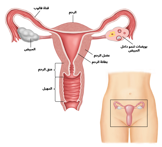 التركيب التشريحي للجهاز التناسلي للإناث