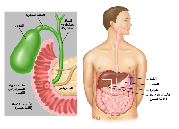 التركيب التشريحي للمرارة