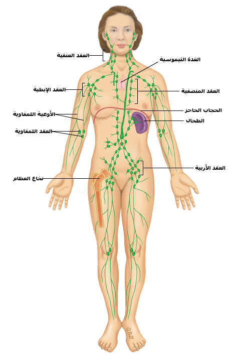 الجهاز اللمفاوي لدى النساء