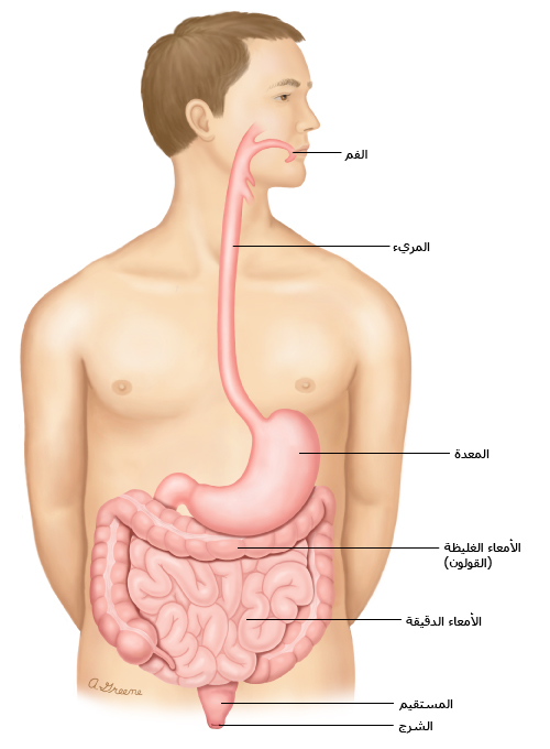 الجهاز الهضمي
