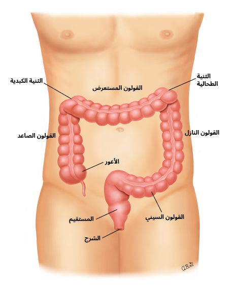 رسم تخطيطي للقولون والمستقيم