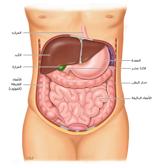 أعضاء داخل البطن