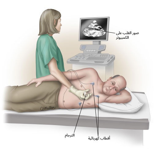 تخطيط صدى القلب (الإيكو)
